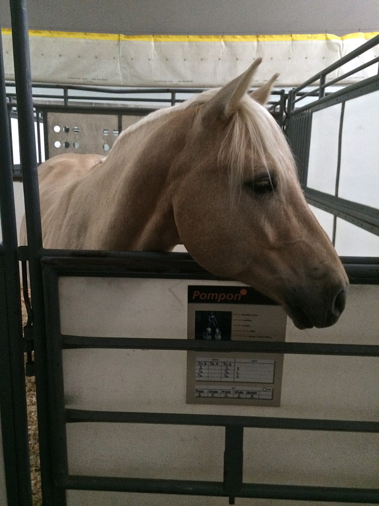 Cavalia stable Calgary