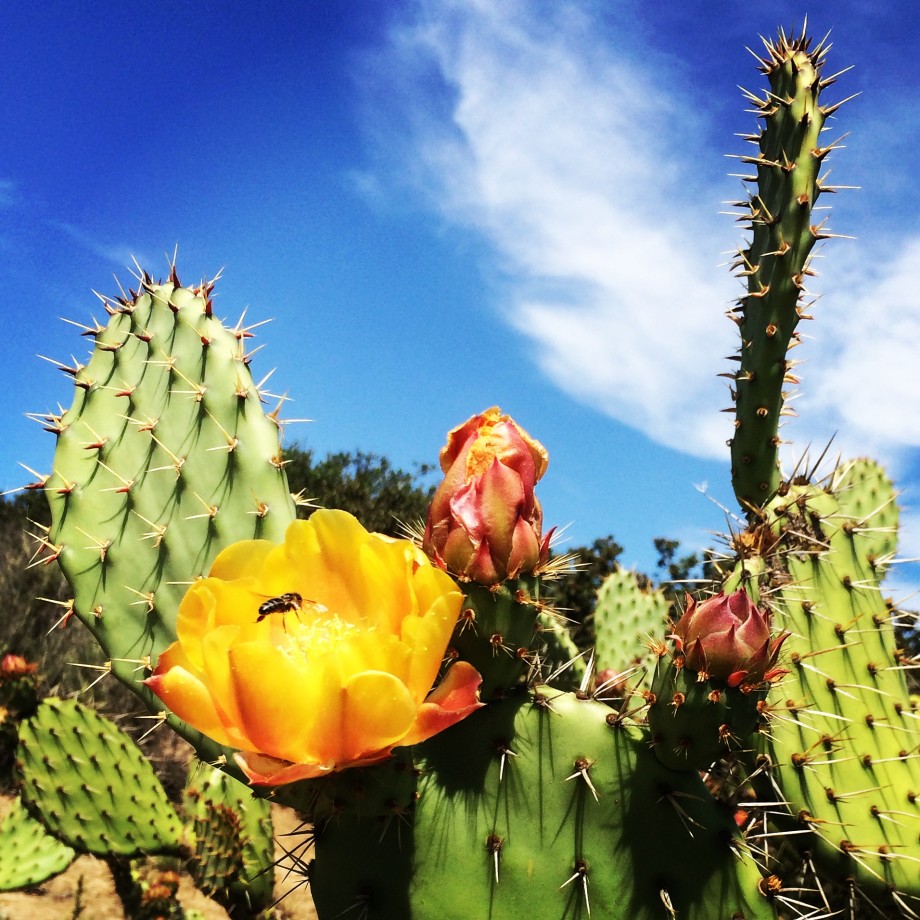 Laguna cactus in bloom