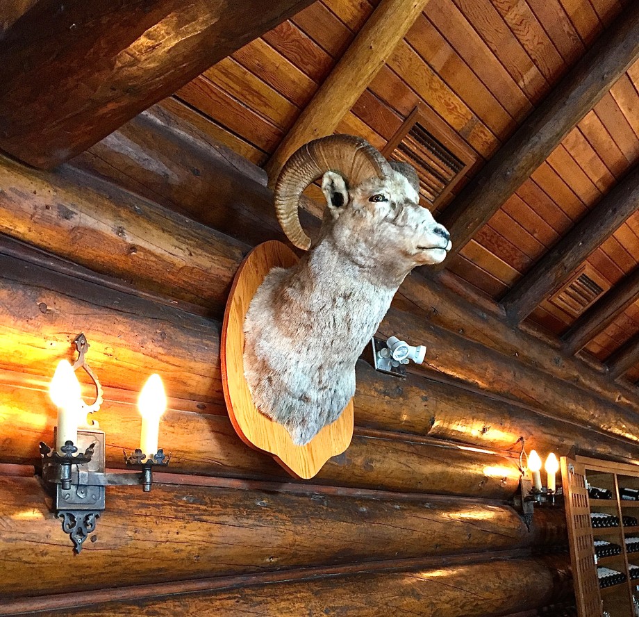 Bighorn Sheep Lake Louise