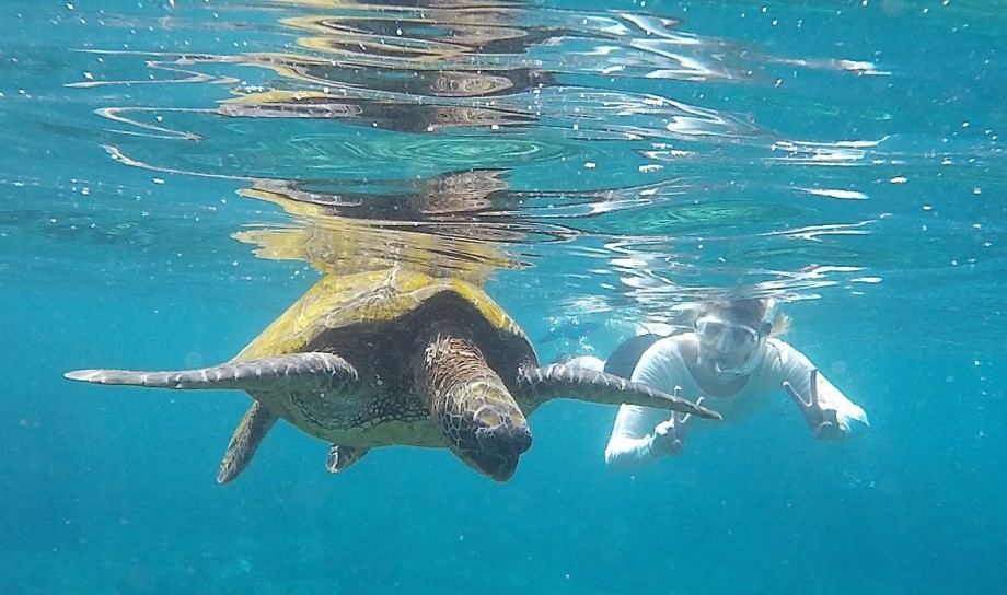 Swimming with turtles, Maui