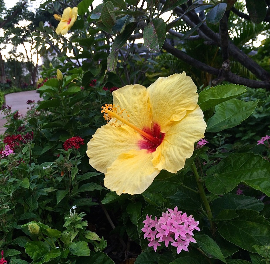 Maui hibiscus